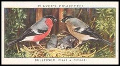 2 Bullfinch